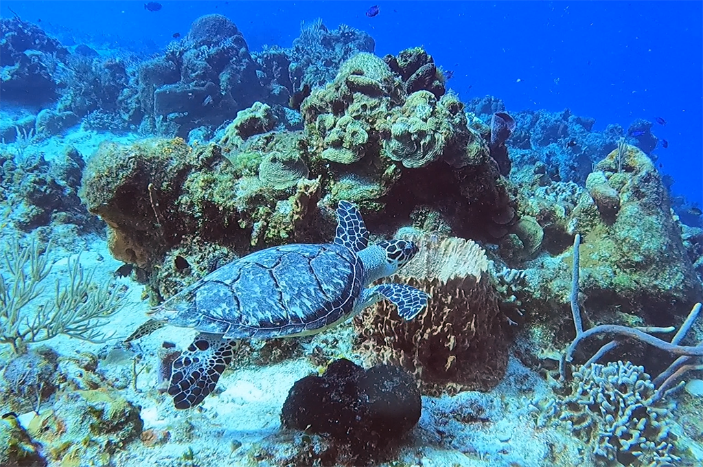 Cozumel, Mexico July 2021